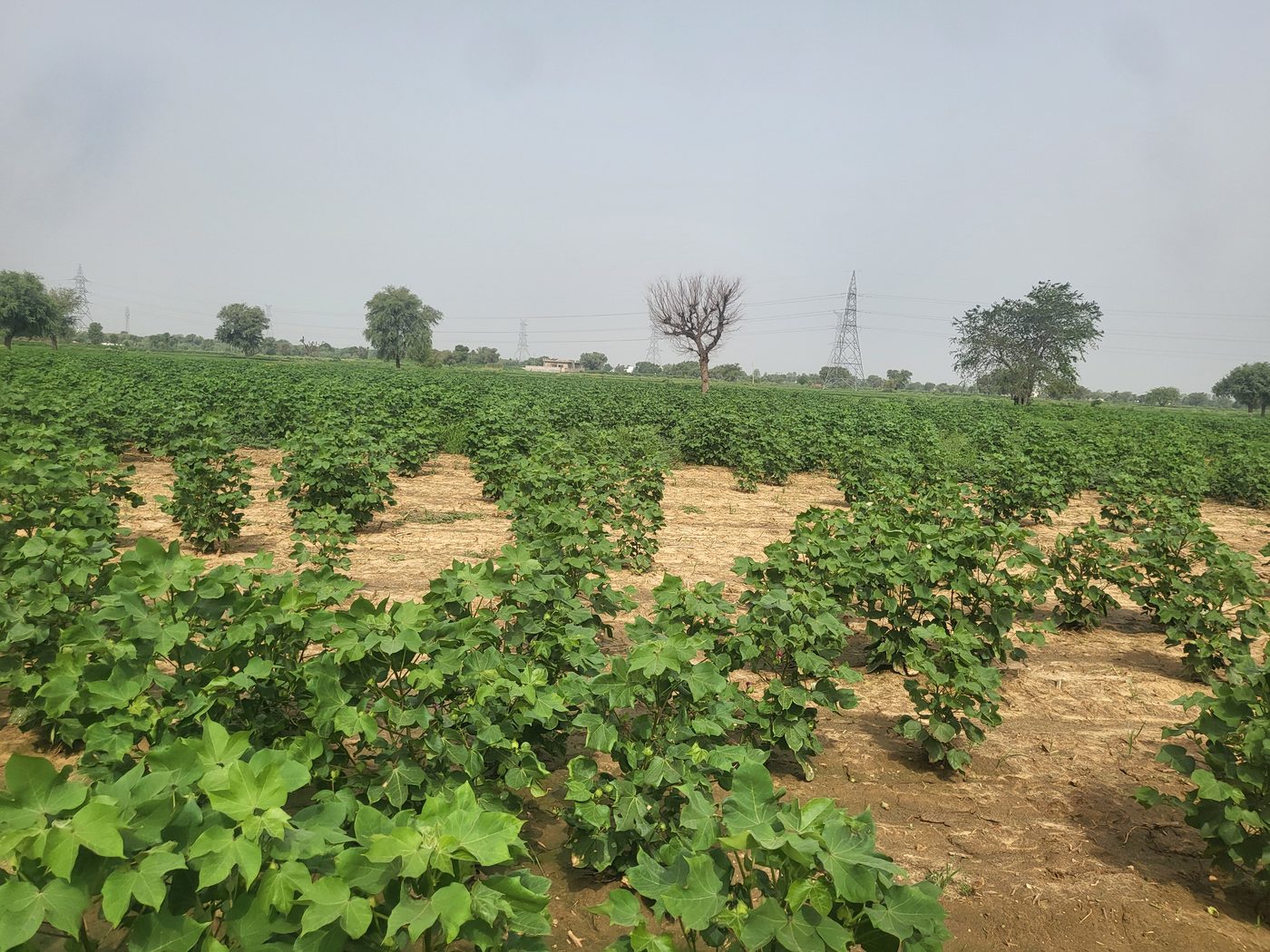 Green fields under an open Haryana sky