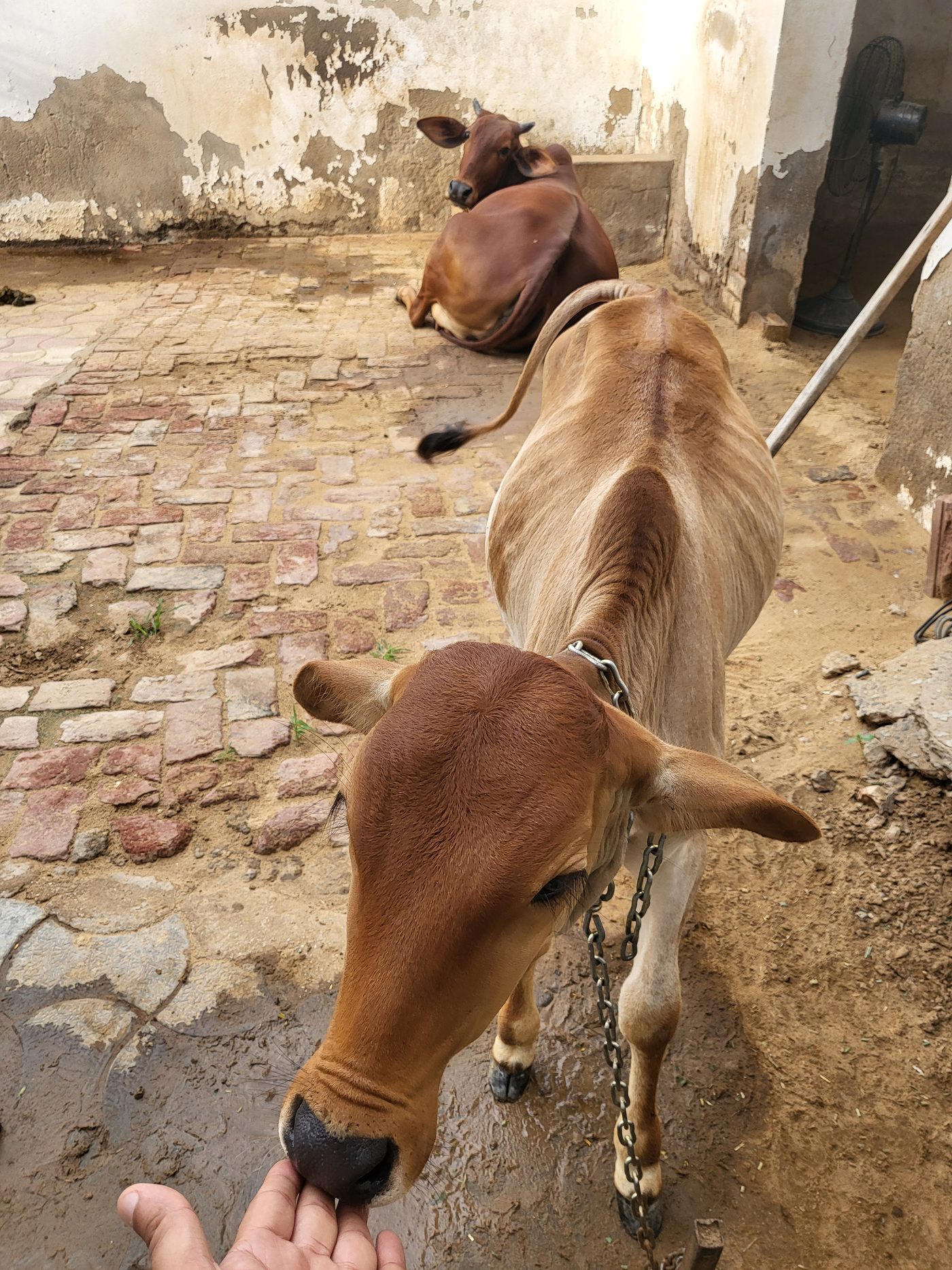 Our desi cows, the source of natural compost and inputs at RV Farms