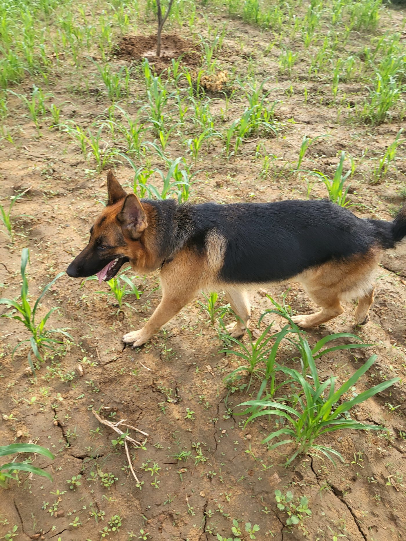 The farm dog among the young crop