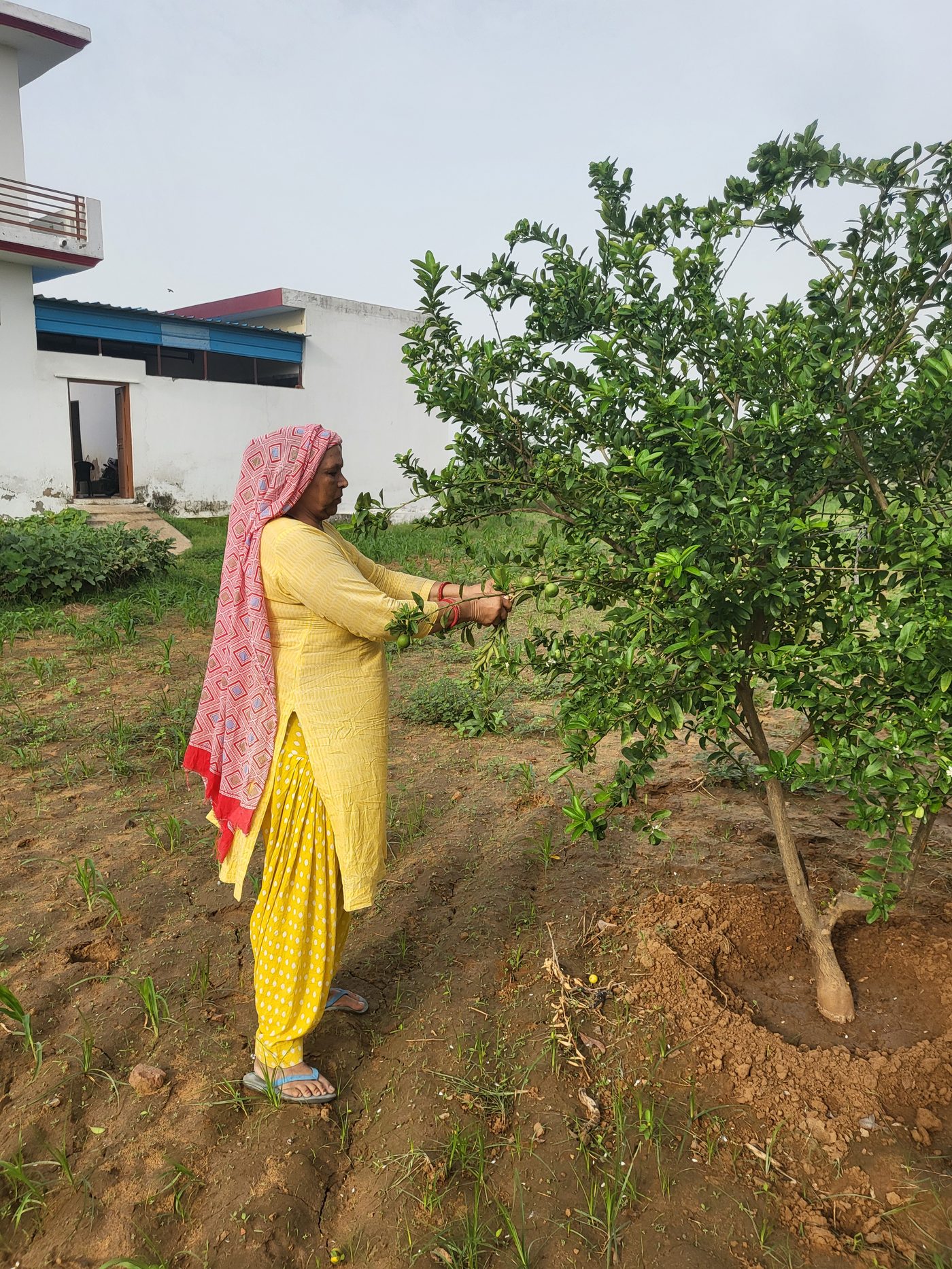 Fresh lemons being harvested by hand