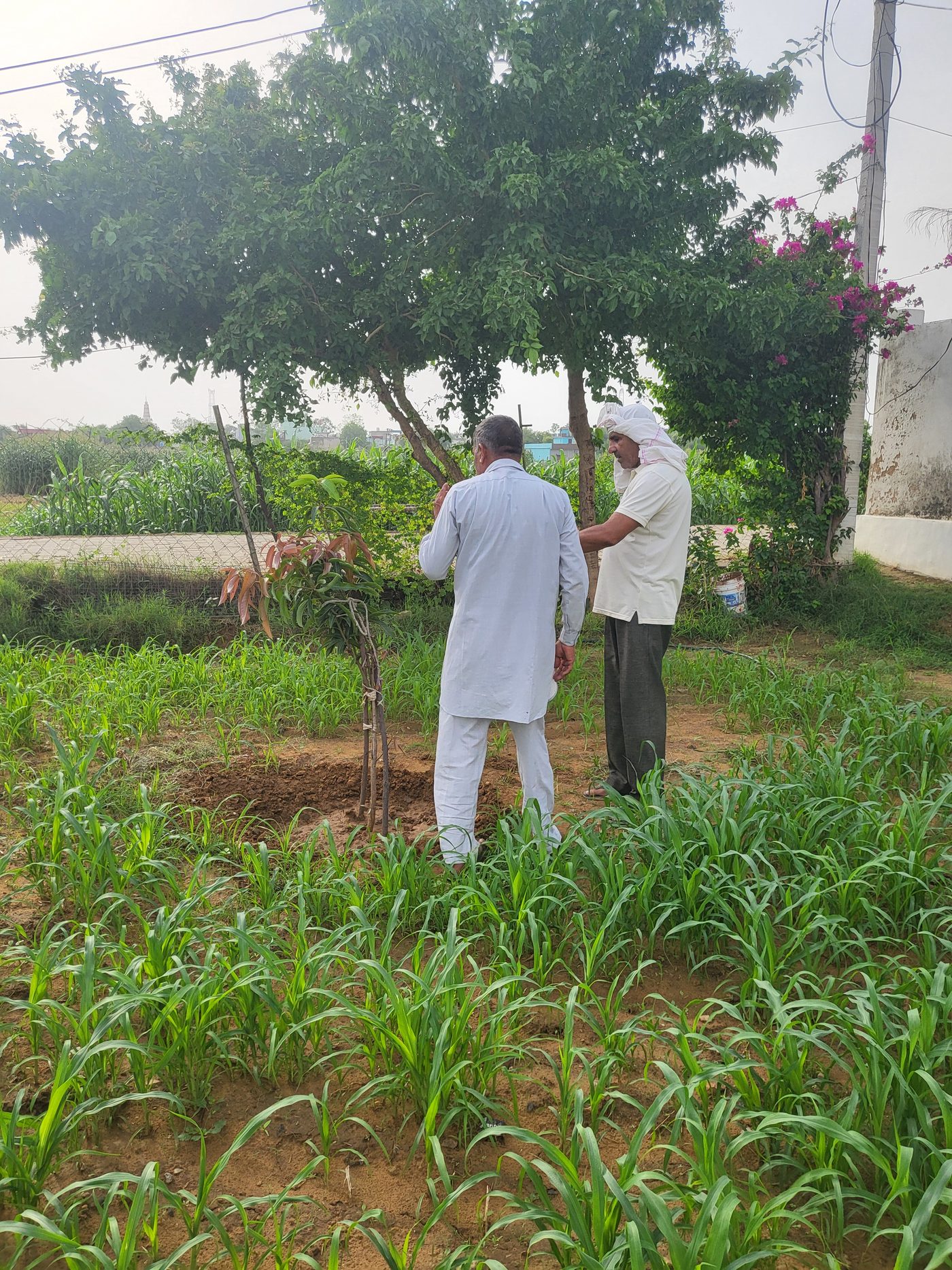 Inspecting the young crop in the fields