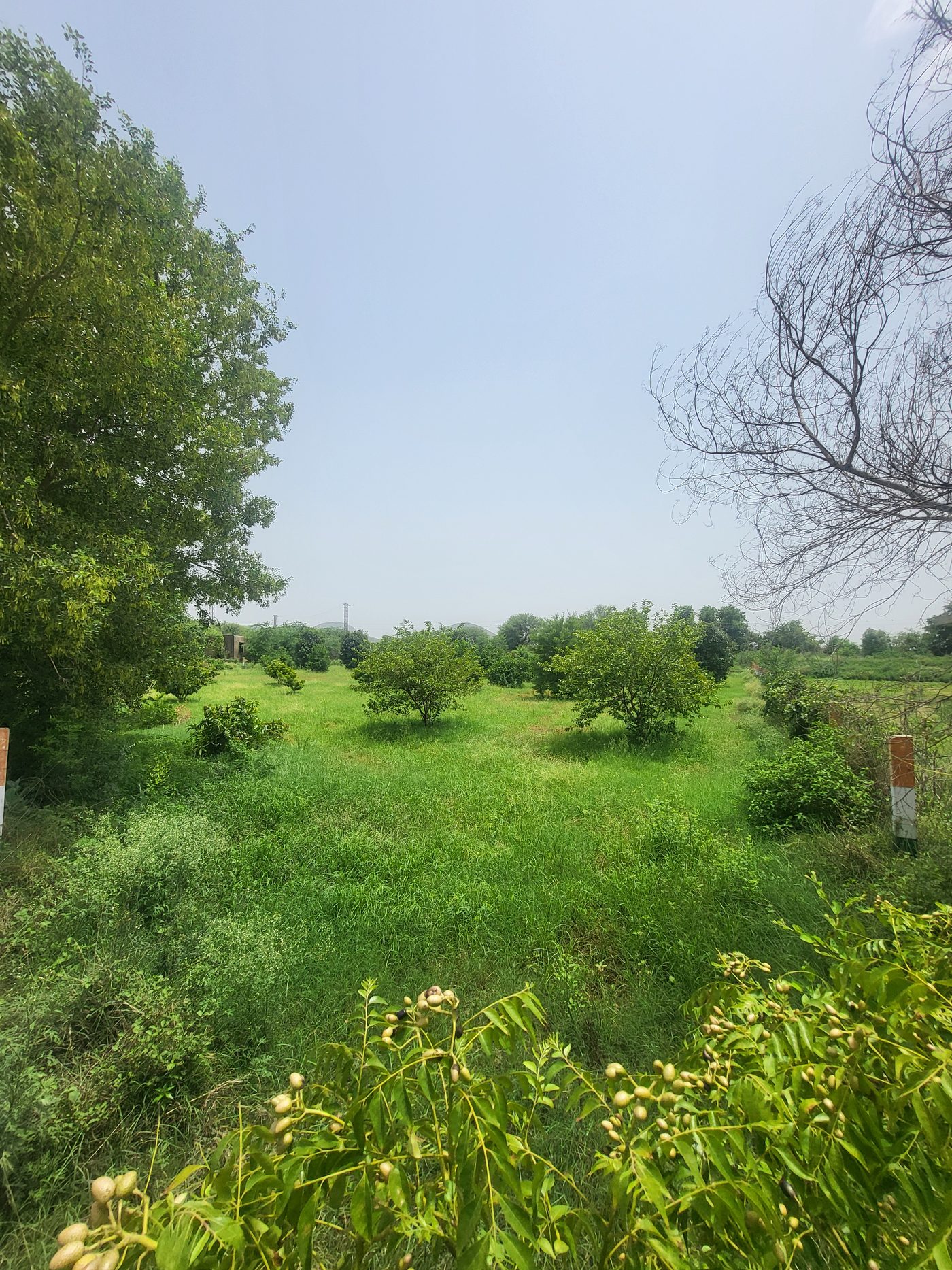 Fruit orchard rows across the farm