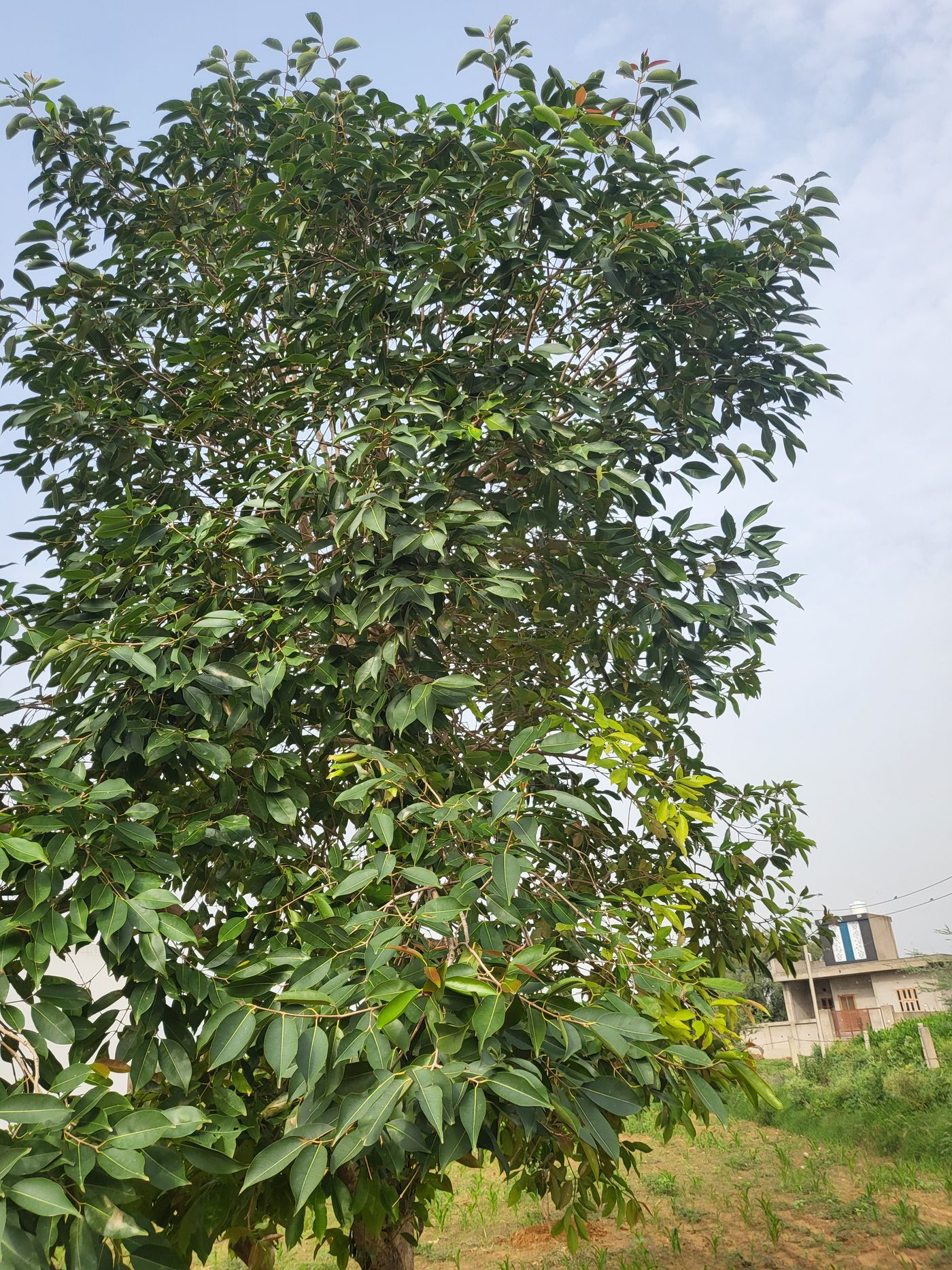 One of the mature trees on the family land